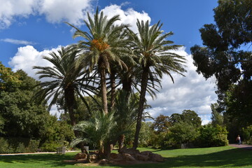 Fototapeta premium Palmiers HYERES Parc Olbius Riquier
