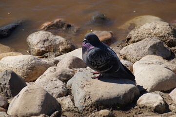 pigeon on the rocks