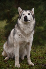 Naklejka na ściany i meble A beautiful dog of breed Alaskan Malamute, Husky, sits under a green Christmas tree