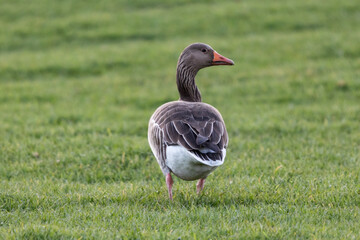 Graugans auf einer Wiese