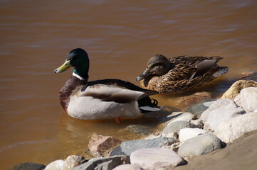Obraz premium duck and ducklings