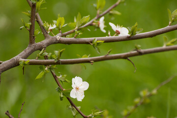 blossoming cherry blossom © Paulina
