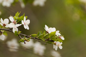 blossoming cherry blossom © Paulina