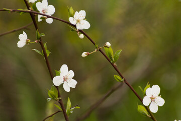 white flowers of the blooming mirabelle fruit tree © Paulina