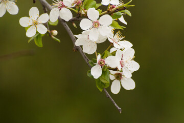 blossoming cherry blossom © Paulina