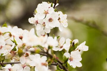 white flowers of the blooming mirabelle fruit tree © Paulina