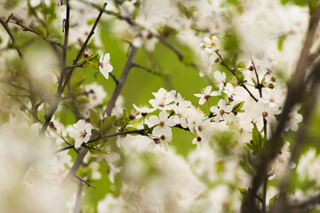 blossoming cherry blossom © Paulina