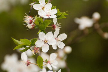 white flowers of the blooming mirabelle fruit tree © Paulina
