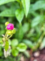 A beautiful rose blooming in the garden