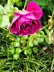 A beautiful rose blooming in the garden