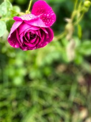 A beautiful rose blooming in the garden