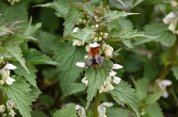 kwitnace zielone pokrzywy pokrzywy i owady wiosna © Iwona