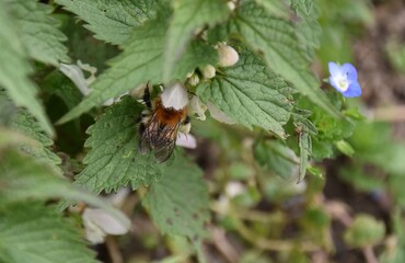 kwitnace zielone pokrzywy pokrzywy i owady wiosna © Iwona