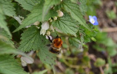 kwitnace zielone pokrzywy pokrzywy i owady wiosna © Iwona