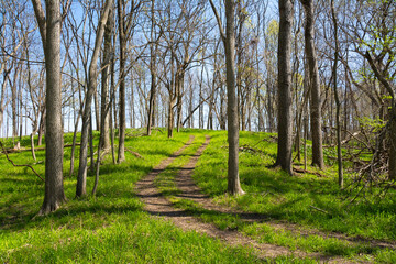 Obraz premium Path up the hill.