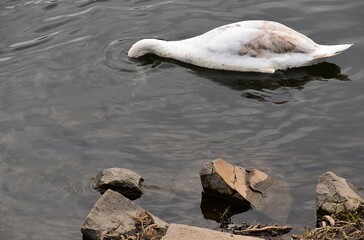 Białe łabędzie na wodzie © Iwona