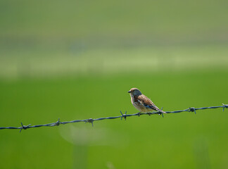 a linnet sits on barbed fence wire surveying the meadow in front 