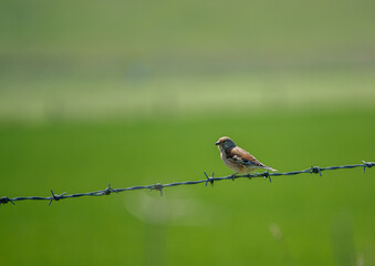 a linnet sits on barbed fence wire surveying the meadow in front 