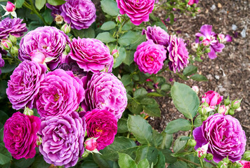 Pink Carnations in Northern California 