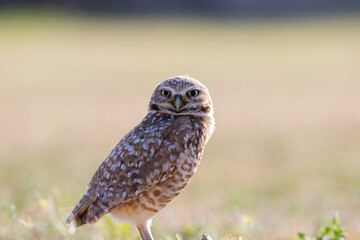 Burrowing Owl
