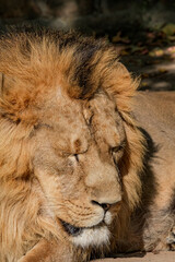 Asiatic Lion (Panthera leo persica) male