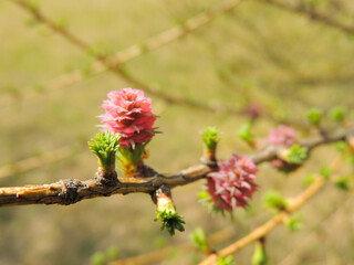 Macro photography of a blooming larch on a blurry background