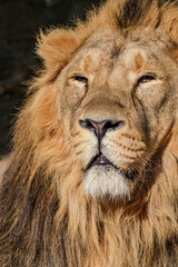 Asiatic Lion (Panthera leo persica) male