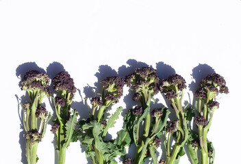 Purple sprouting broccoli on white background with copy space