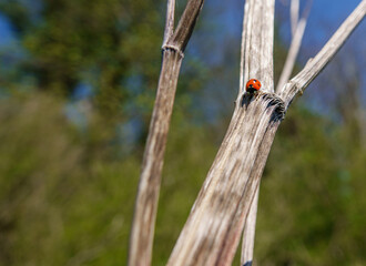 7 spot ladybird descends a bracken stalk on a sunny day in spring 