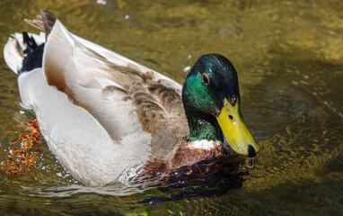 a male mallard duck glistens in the sunshine as it feeds from the river bed in the crystal clear waters of the wiltshire river avon