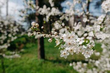 cherry blossom andt blue sky at spring