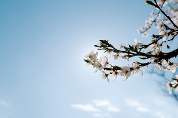 cherry blossom andt blue sky at spring
