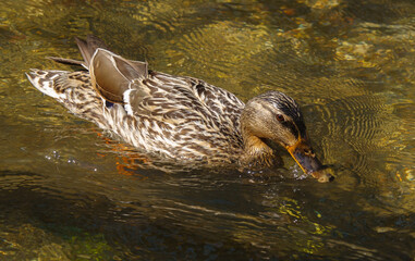 a female mallard duck feeds from the river bed in the crystal clear waters of the wiltshire river avon