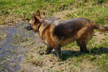 beautiful german shepherd alsation bitch covered with mud from a soft river bank 