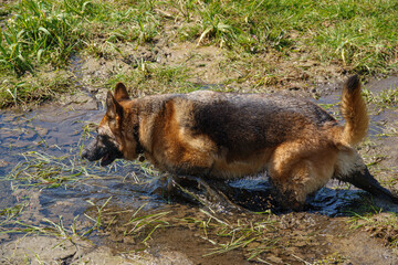 beautiful german shepherd alsation bitch covered with mud from a soft river bank 