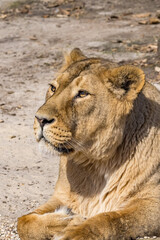 Asiatic Lioness (Panthera leo persica)