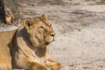 Asiatic Lioness (Panthera leo persica)