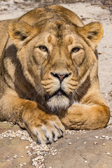 Asiatic Lioness (Panthera leo persica)