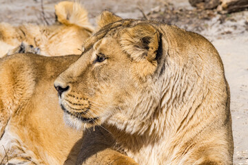 Asiatic Lioness (Panthera leo persica)