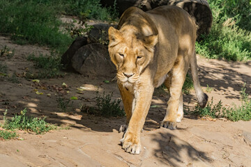 Asiatic Lioness (Panthera leo persica)