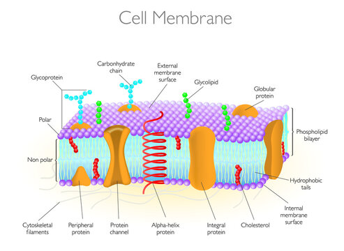 Detailed Diagram Models of a Cell Membrane