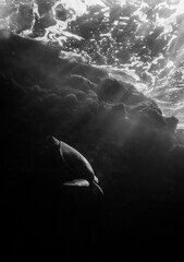 Black and White Sea Turtle Diving Through Rays of Morning Light - 429868206
