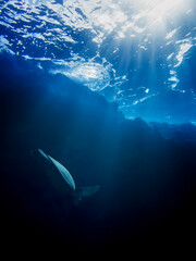 Sea Turtle Dives Through Rays of Morning Light - 429868221