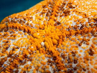 Close Up Design and Shape in Bright Orange Sea Star Underwater - 429868243