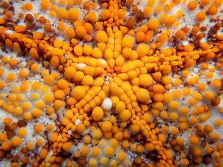Bright Orange and White Bumps and Design in Close Up of Cushion Sea Star - 429868250