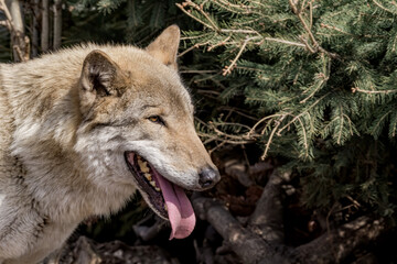 Gray Wolf (Canis lupus) in Russia