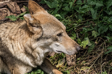 Gray Wolf (Canis lupus) in Russia