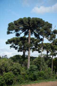 &Aacute;rvore de arauc&aacute;ria, Araucaria angistifolia, no Paran&aacute;, Brasil