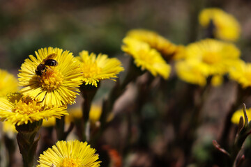 Yellow coltsfoot and wild bee in the bavarian forest