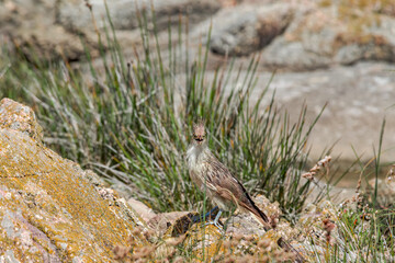 Guira Cuckoo (Guira guira) in park, Montevideo, Uruguay